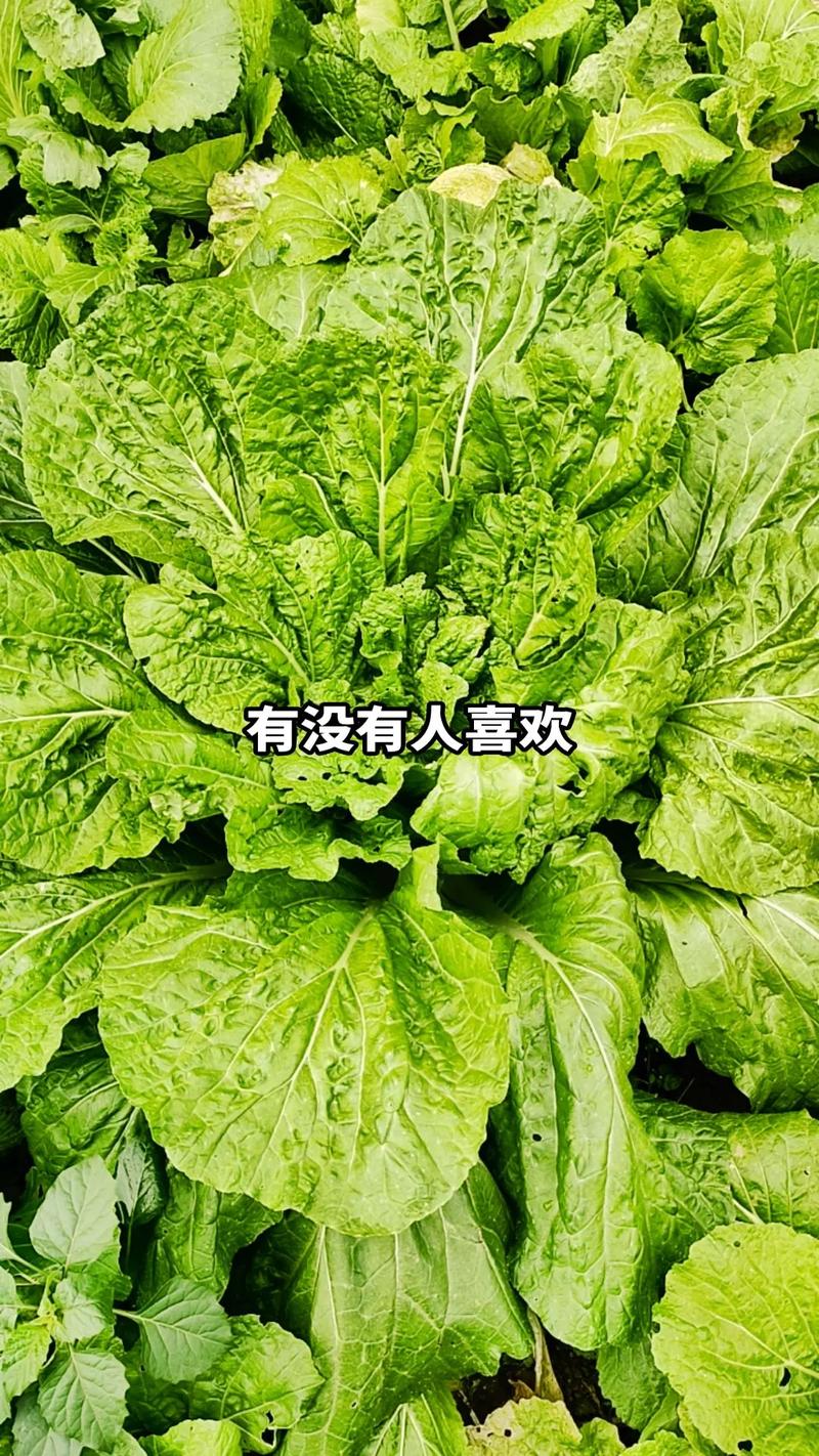 上海人嫌弃农村人蔬菜