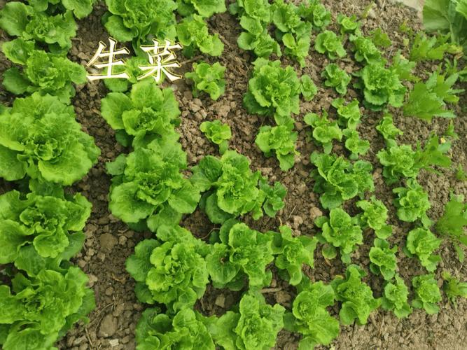 上海农村自己种植蔬菜视频