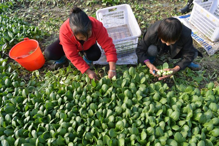 上海农村自己种植蔬菜