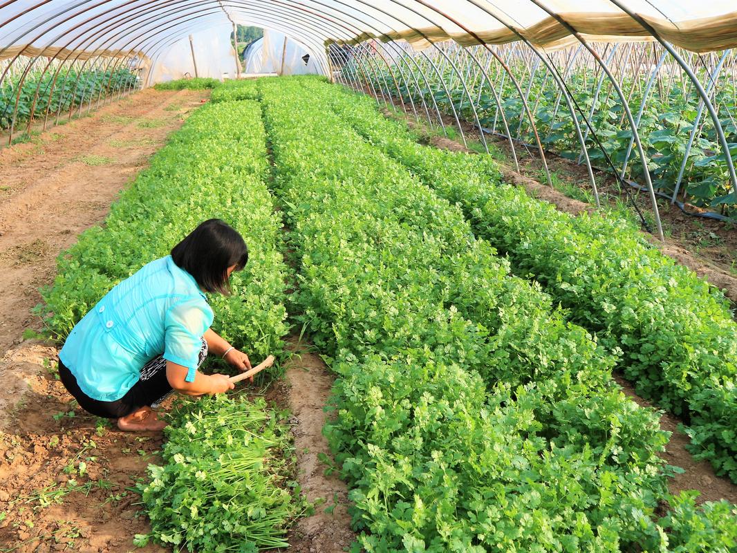 专家谈农村种植蔬菜补贴