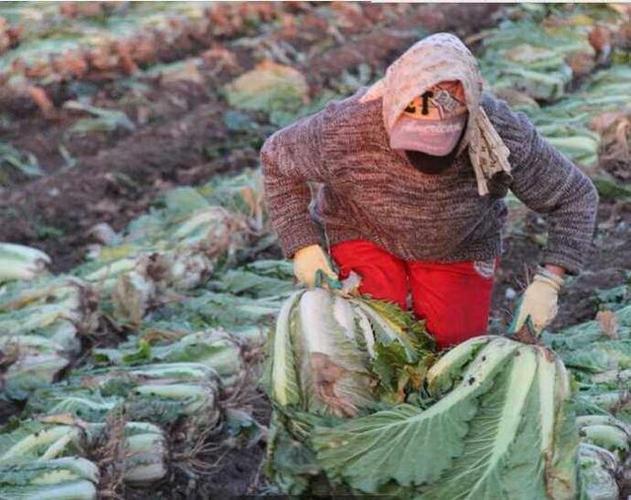东北人冬天能吃蔬菜吗农村