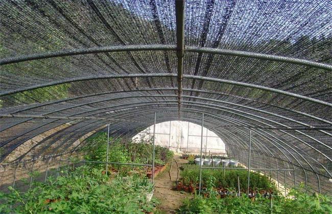 中国农村种植蔬菜大棚排名