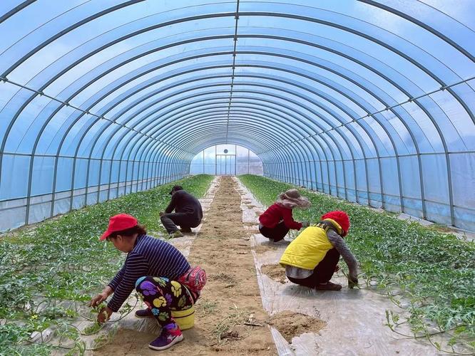 中国农村蔬菜大棚建设方案