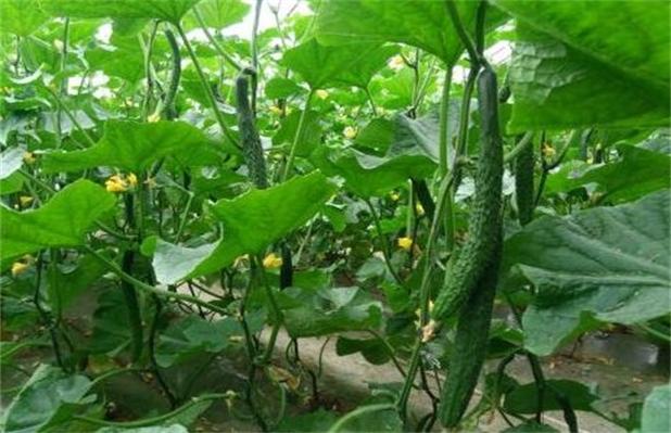临沂农村蔬菜种植管理办法