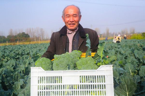 信阳农村种植蔬菜