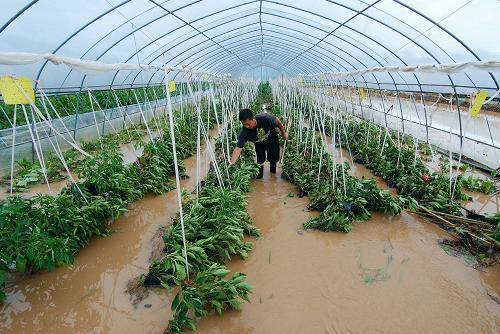 农村下雨种植蔬菜可以吗