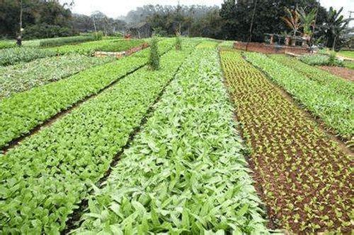 农村不用化肥有机蔬菜