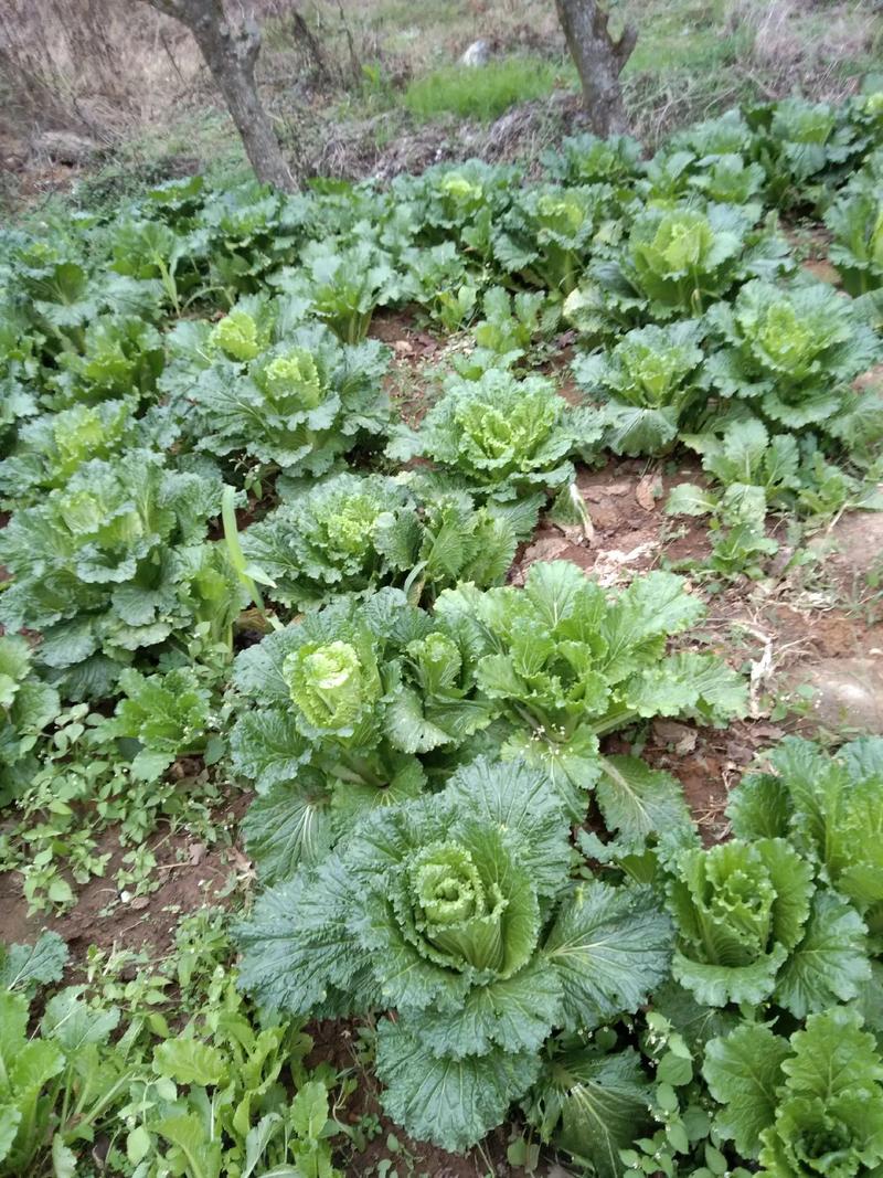 农村专业种植蔬菜