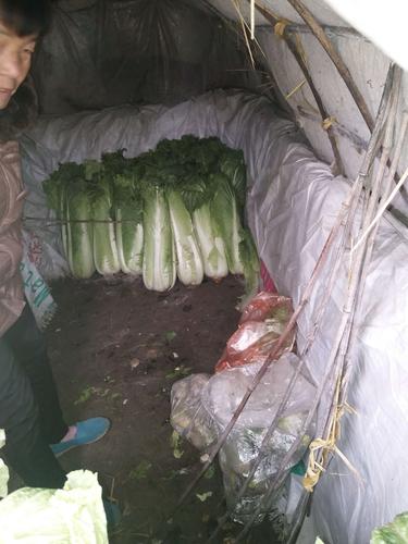 农村冬天储存蔬菜方法图片
