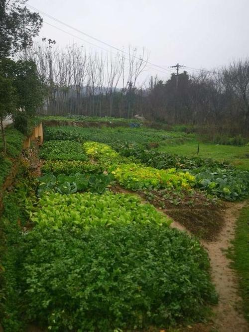 农村厨房种植蔬菜