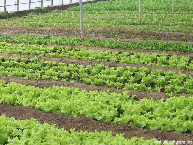 农村发展高品质蔬菜种植