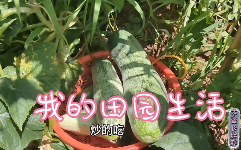 农村吃水果蔬菜视频大全