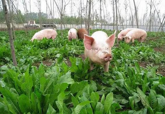 农村喂猪蔬菜