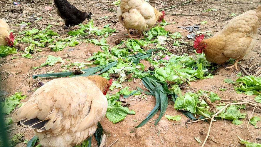 农村喂鸡吃蔬菜