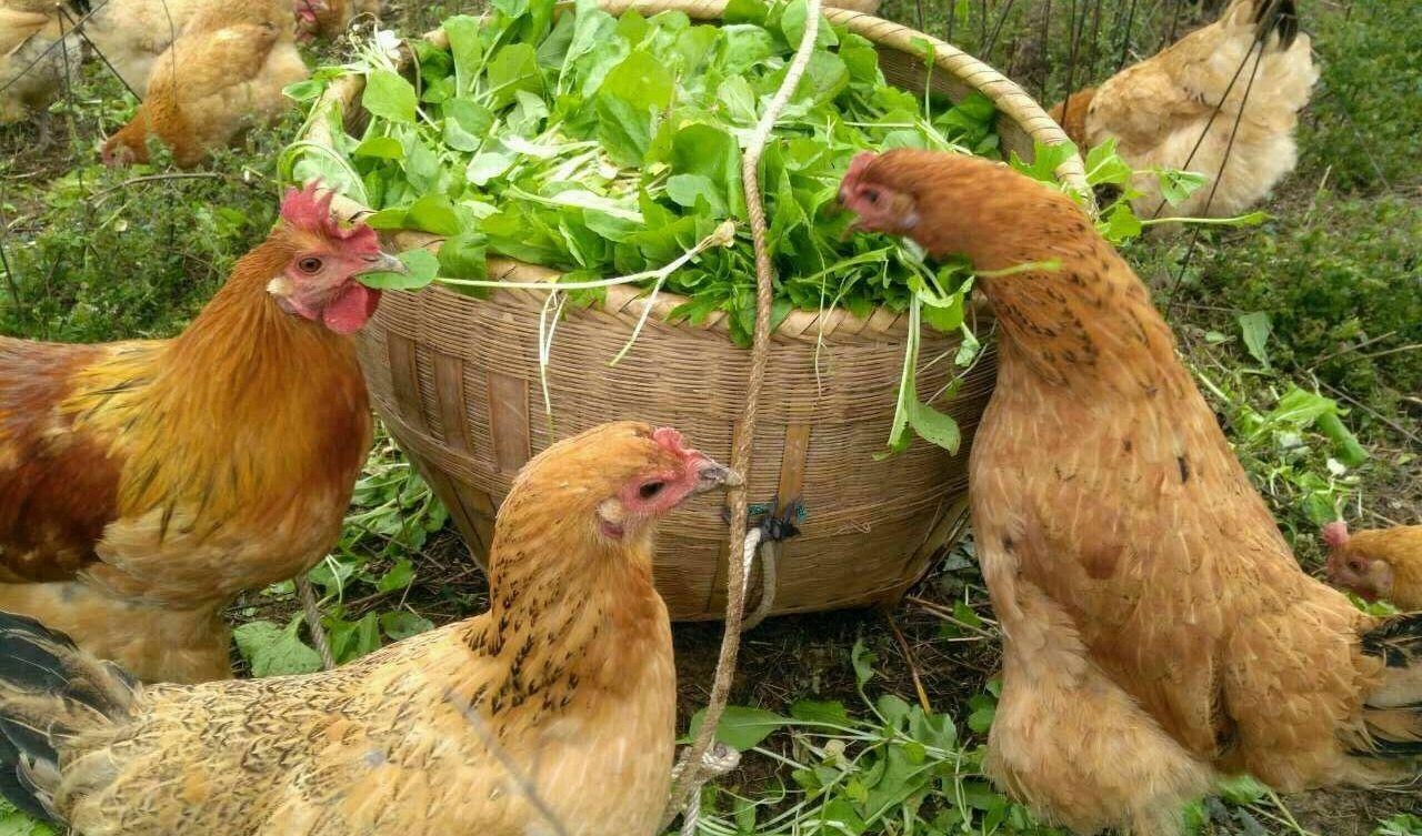 农村喂鸡喂什么蔬菜好吃