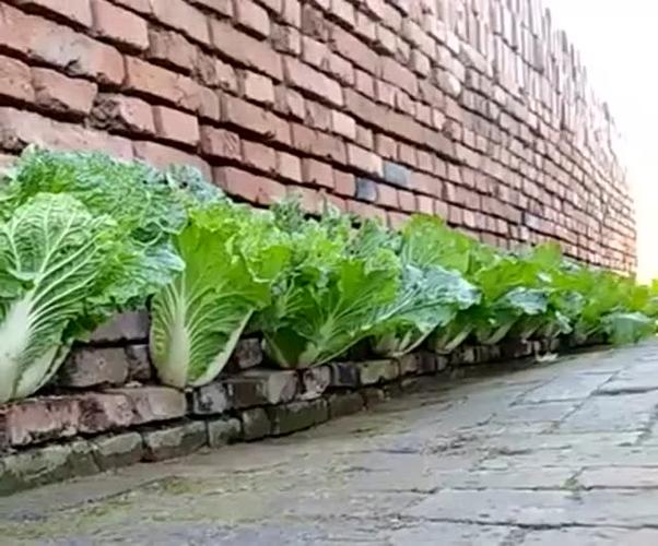 农村地砖种植蔬菜