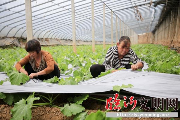 农村妇女种地膜蔬菜