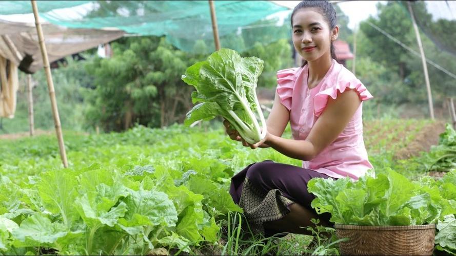 农村姑娘免费摘蔬菜吃