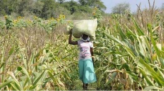 农村姑娘去非洲种植蔬菜