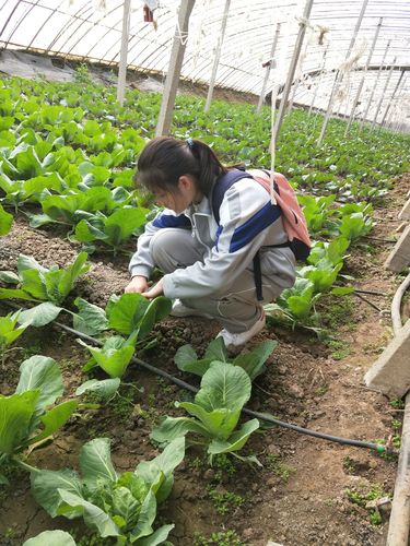 农村姑娘在蔬菜园种菜