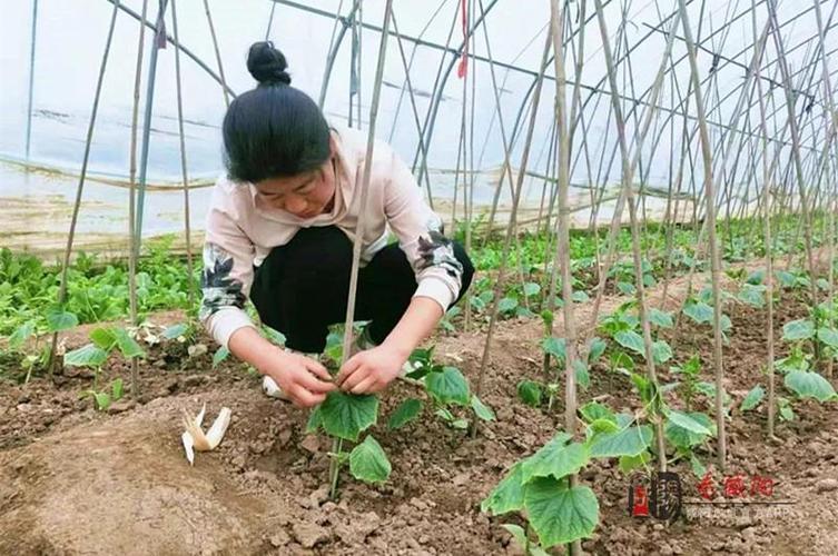 农村姑娘种植蔬菜视频播放
