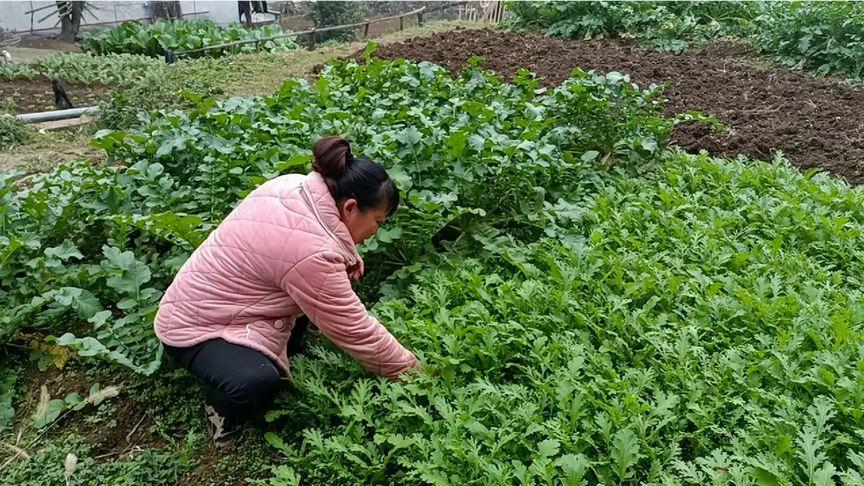 农村媳妇在家种植蔬菜视频