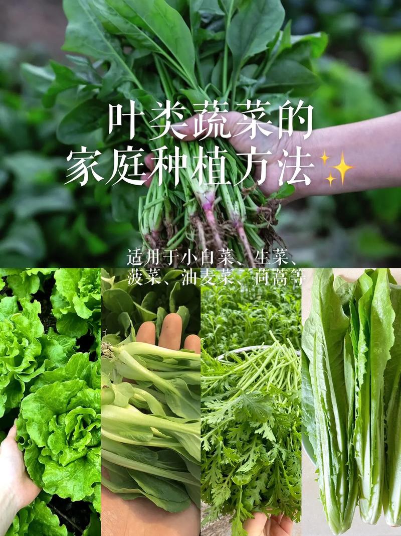 农村家庭蔬菜种植方法视频