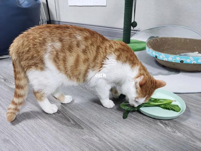 农村小奶猫能吃什么蔬菜