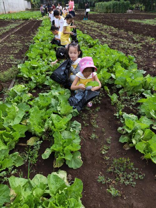 农村小孩在菜园摘蔬菜视频