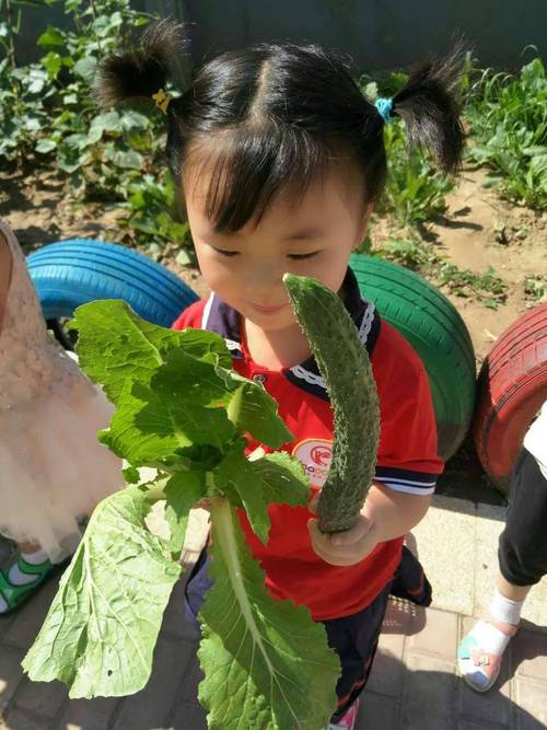 农村小孩在菜园摘蔬菜