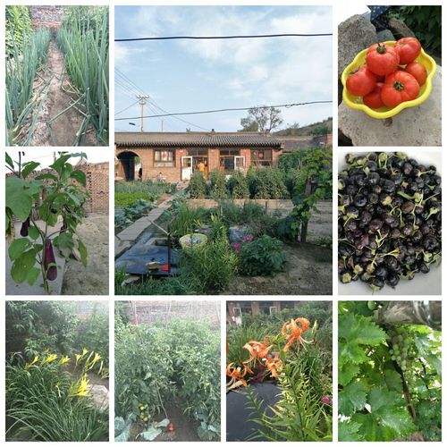 农村小院种植蔬菜视频大全