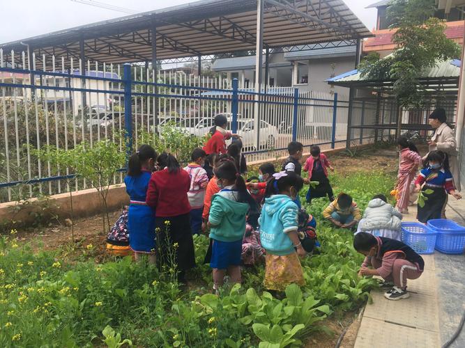 农村幼儿园建蔬菜基地