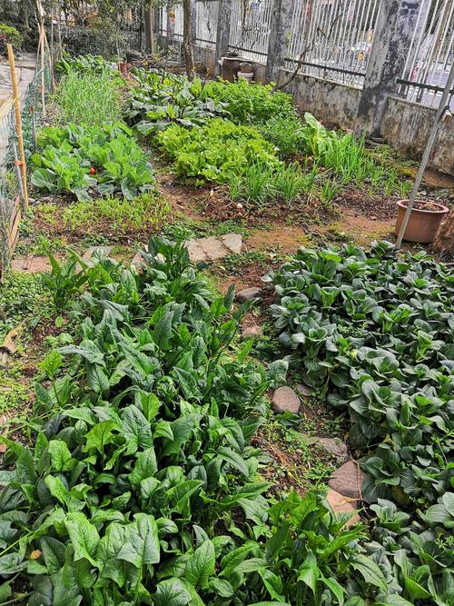农村庭院种蔬菜图片