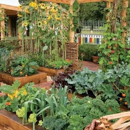 农村庭院种蔬菜好吗