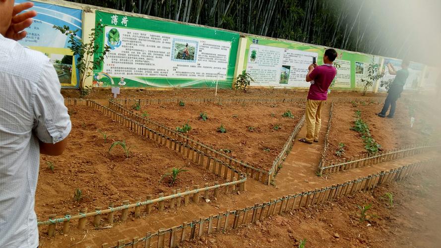 农村教师打造蔬菜园地