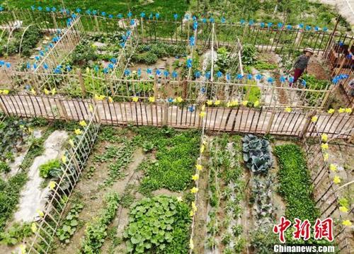 农村无人管理蔬菜园项目