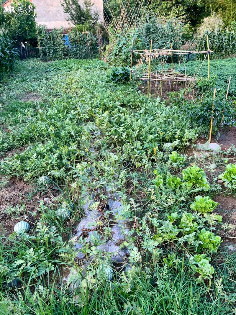 农村无法种植蔬菜