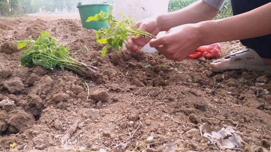 农村母子种植蔬菜视频教程
