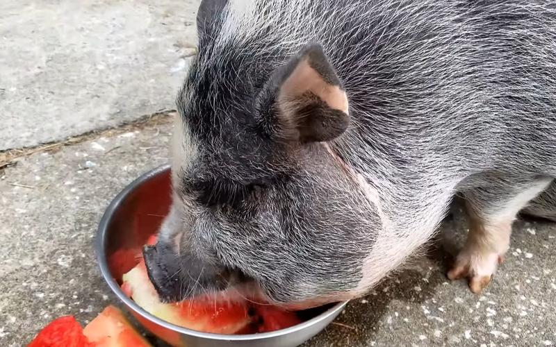 农村猪吃食视频