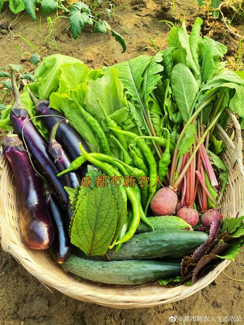 农村用新型方法种植蔬菜
