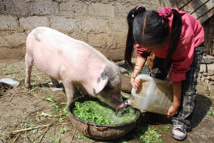 农村用蔬菜养猪
