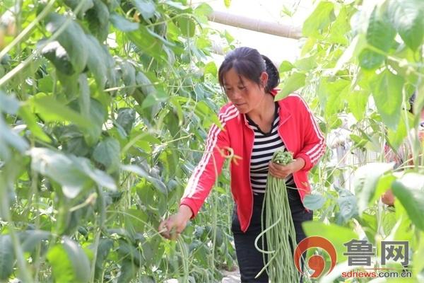农村留守妇女种蔬菜视频