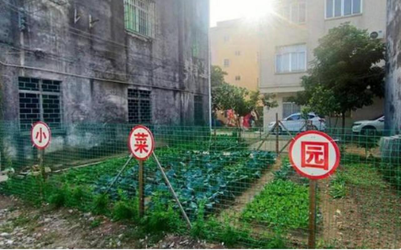 农村禁种蔬菜