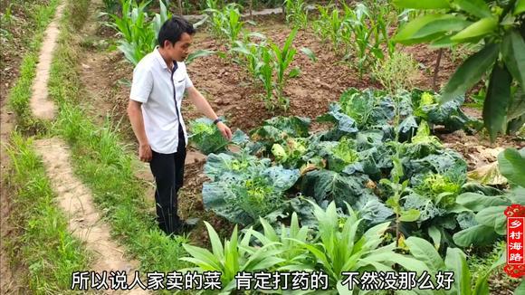 农村种植的蔬菜安全吗视频