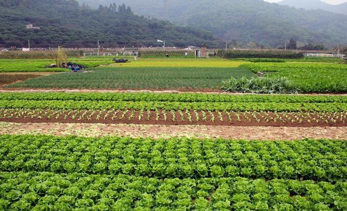农村种植蔬菜有补助吗北京