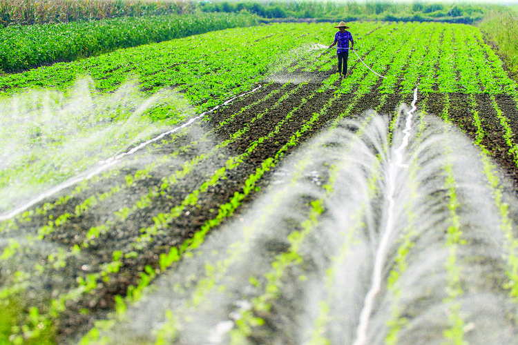 农村种植蔬菜浇水