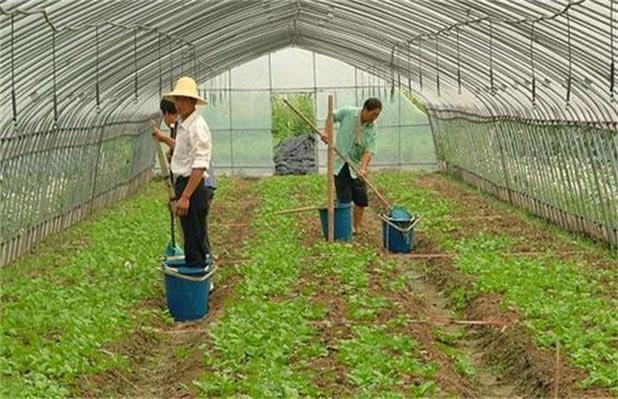 农村种植蔬菜能施肥吗视频