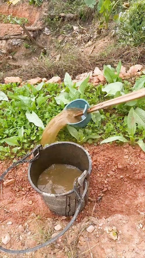 农村粪便水能浇蔬菜吗