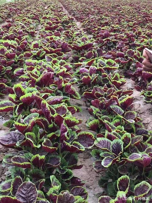 农村紫红色蔬菜种植图片
