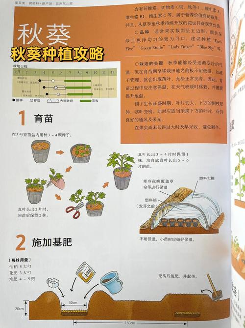 农村紫红色蔬菜种植方法